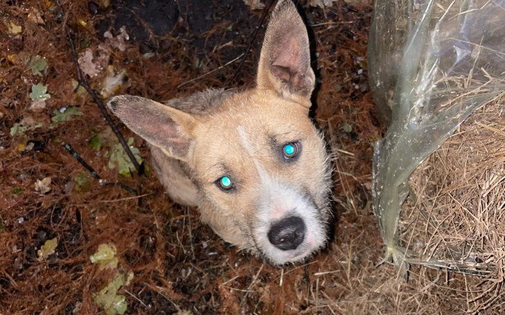 Pies z niebieskimi oczami, siedzący wśród liści.