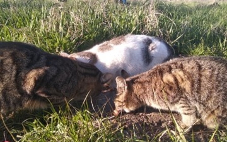 Zbiórka Karma,odrobaczenie bezdomniaków - zdjęcie główne