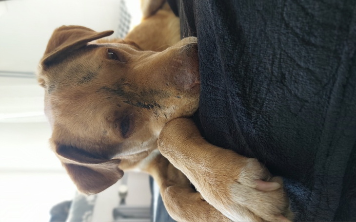 Zbiórka Nowe życie dla Budynia - zdjęcie główne