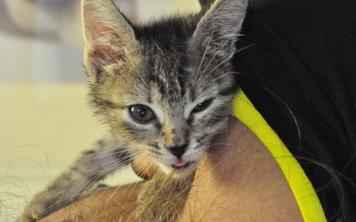 Kotek przytulony do ręki, wygląda na słodkiego i nieśmiałego.