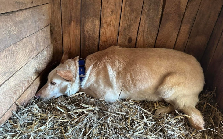 Pies leżący w budzie, odpoczywający w słomie.