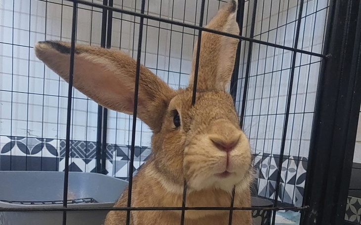 Królik z dużymi uszami w klatce.