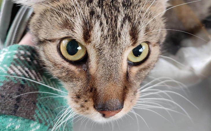 Zbiórka Leon ucieka przed FIP - zdjęcie główne