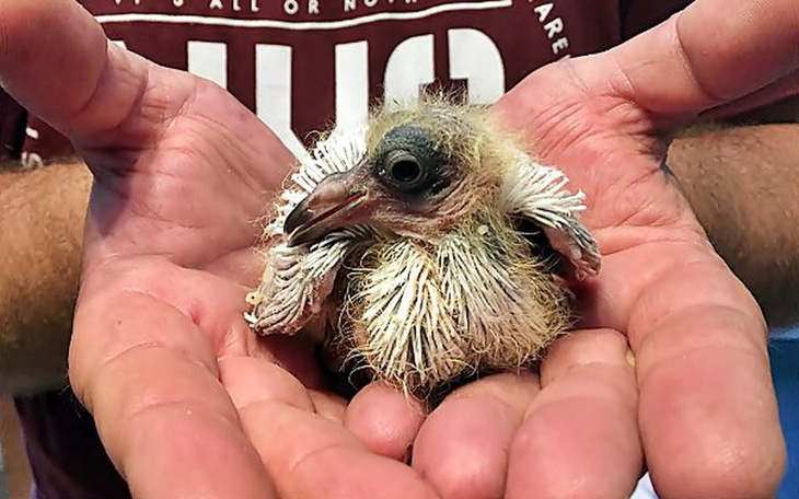 Zbiórka Gołębnik pilnie potrzebny! - zdjęcie główne