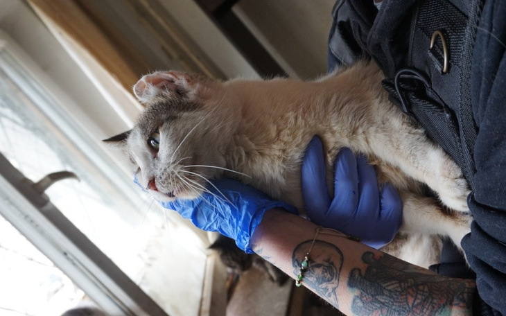 Zbiórka Ratujemy odebrane chore koty - zdjęcie główne