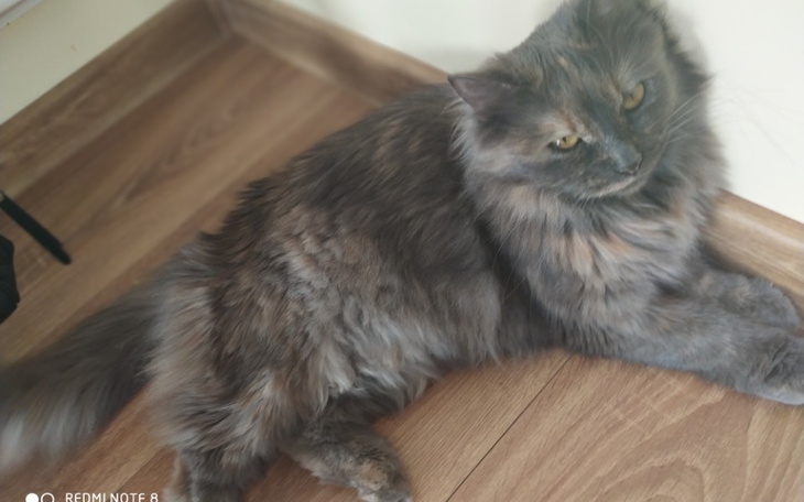 Zbiórka Na minecrafta i GTA - zdjęcie główne