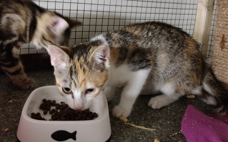 Zbiórka Sześć kotków z garażu - zdjęcie główne