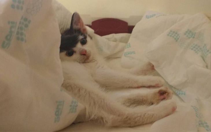 Zbiórka Pomoc dla Śnieżki - zdjęcie główne