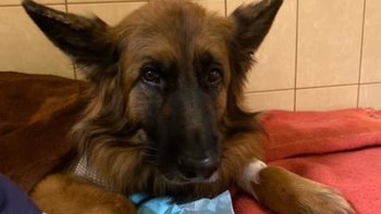 Zbiórka Kira walczy o życie - miniaturka zdjęcia