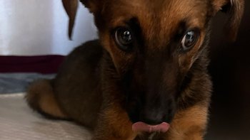 Zbiórka TikTOK pomaga szczeniakom Judyty - miniaturka zdjęcia
