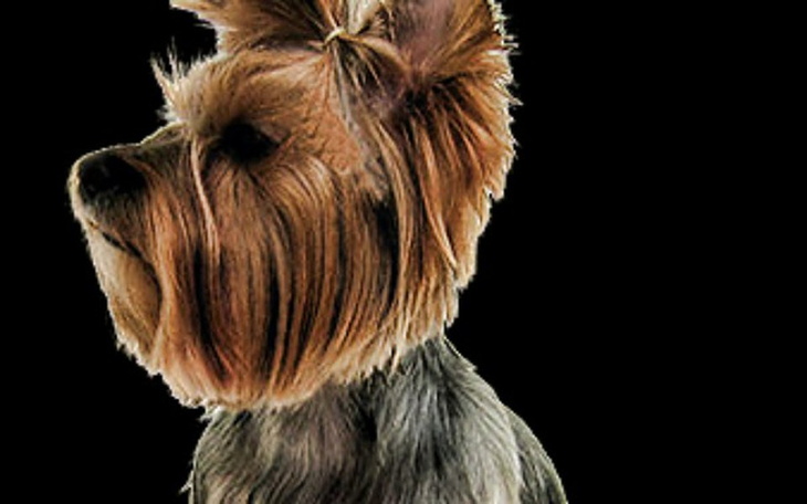 Zbiórka Hodowla Yorków - zdjęcie główne