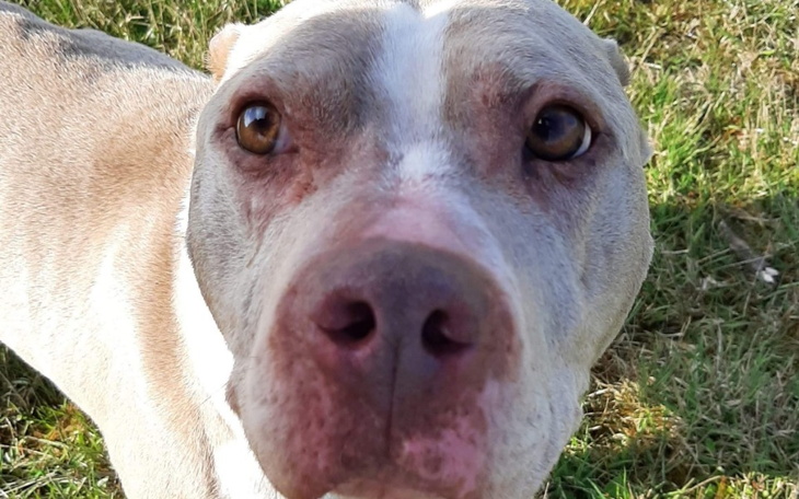 Zbiórka Atencja vel Lucy PŁB - zdjęcie główne