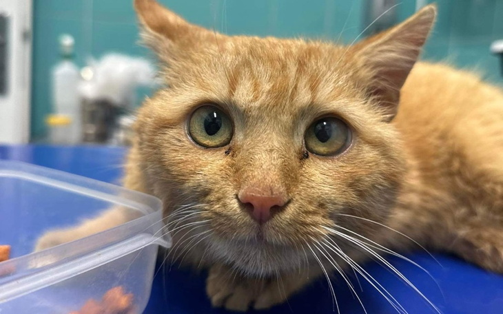 Zbiórka Ratujmy nóżki Bursztynka - zdjęcie główne