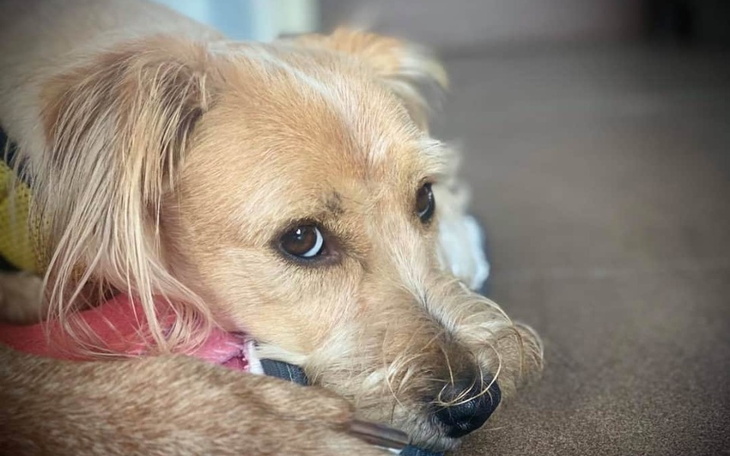 Zbiórka Ból i niezapłacony rachunek Doga - zdjęcie główne