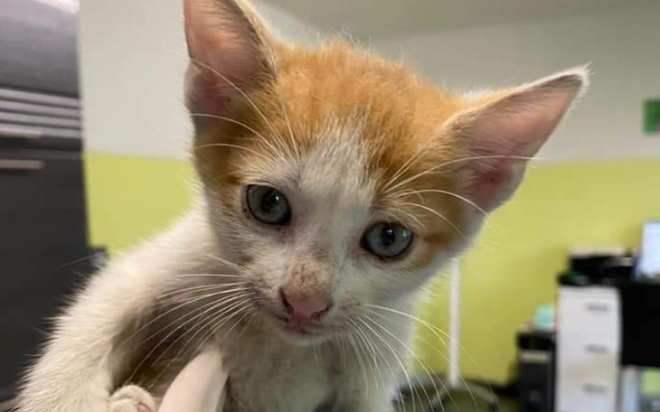 Zbiórka Wiktor chce żyć... - zdjęcie główne