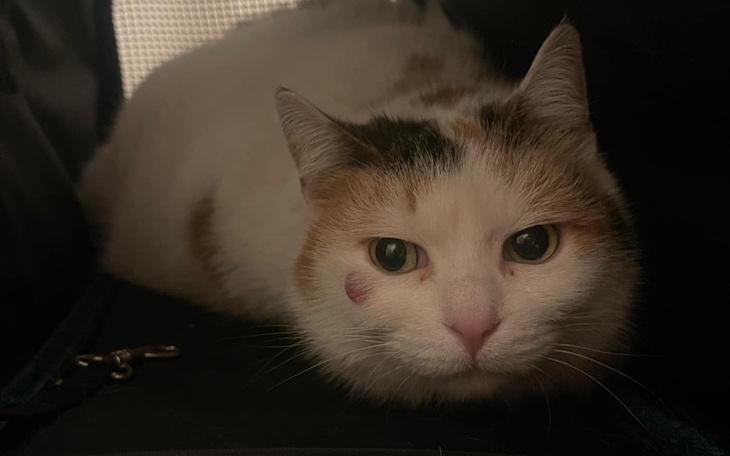 Kot z plamą na policzku, leżący na torbie.