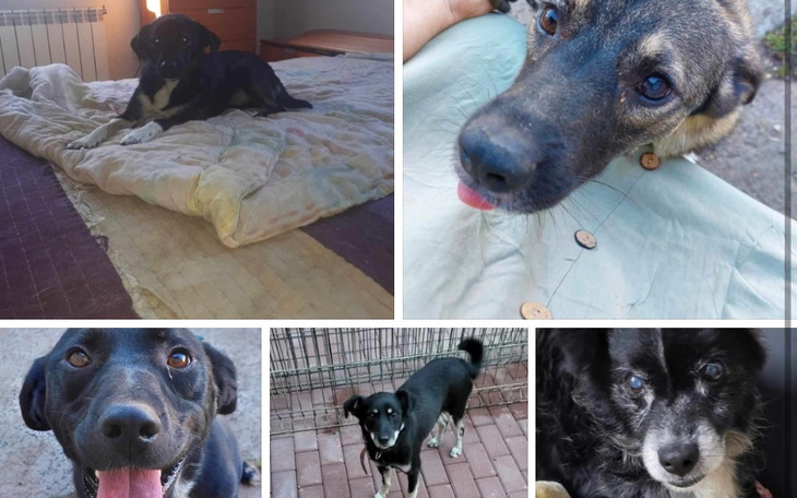 Zbiórka Karma, kastracja - zdjęcie główne