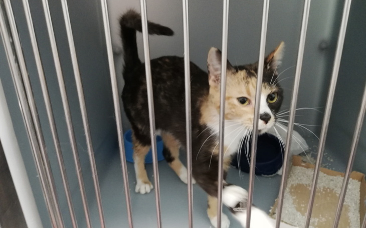 Zbiórka Kastracja, badania Arabelki - zdjęcie główne