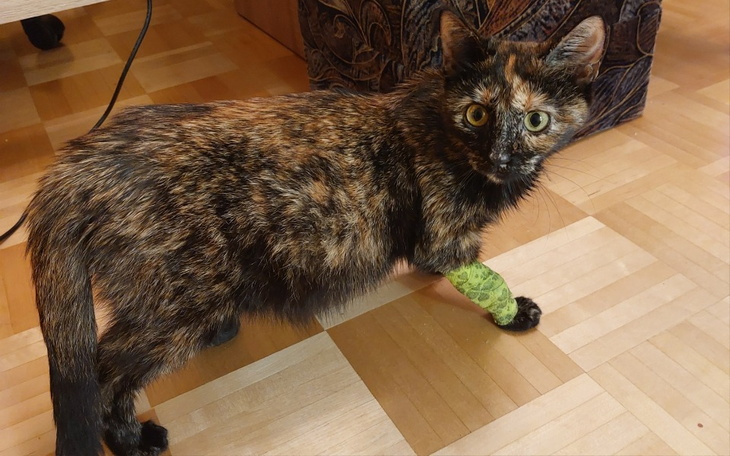 Kot z opatrunkiem na łapie, patrzy na kamerę.