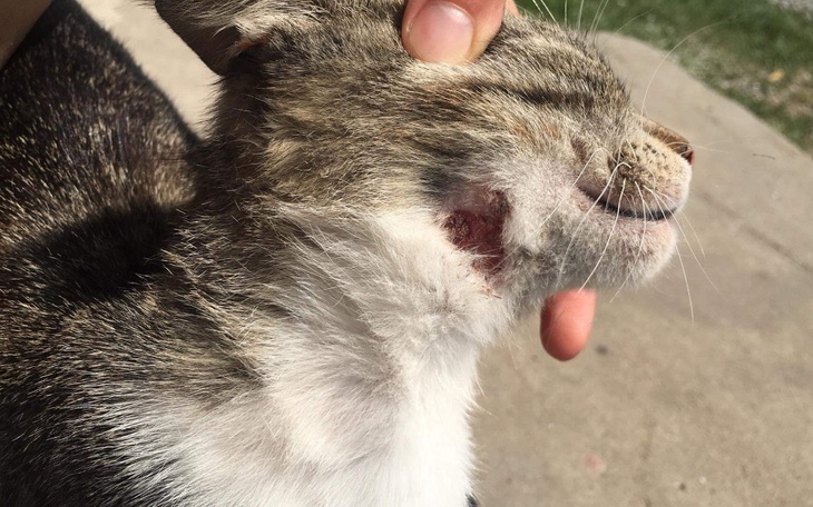 Zbiórka Pomoc dla Marusi PILNE - zdjęcie główne