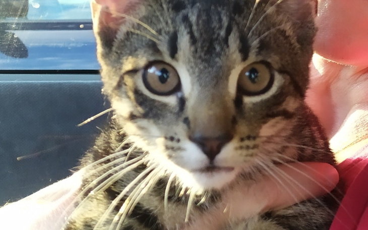 Zbiórka Na przetrwanie tymczasikow - zdjęcie główne