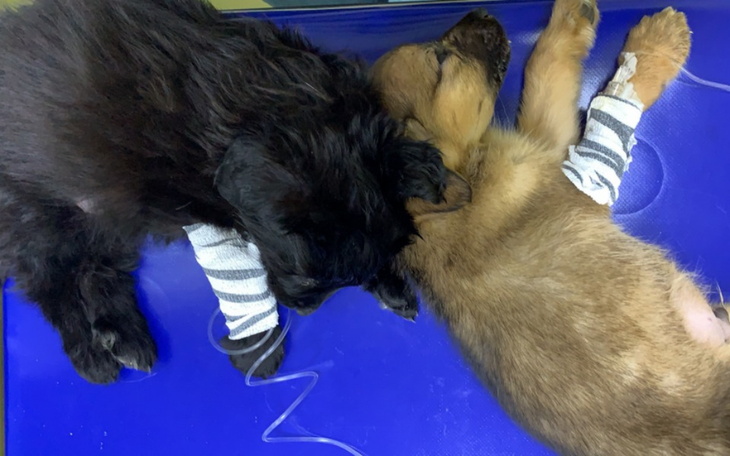 Zbiórka Ciężko chore szczenięta - zdjęcie główne