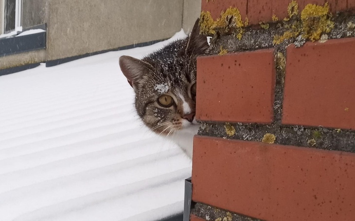 Kot z białymi i szarymi plamami, wyglądający zza ściany.