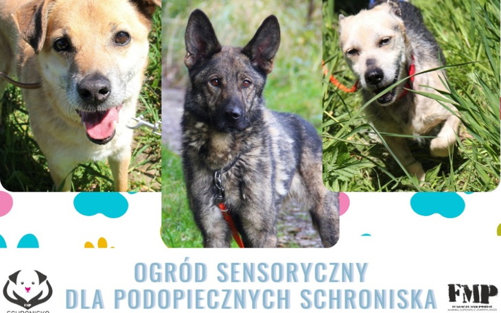 Zbiórka Ogród sensoryczny dla psów - zdjęcie główne