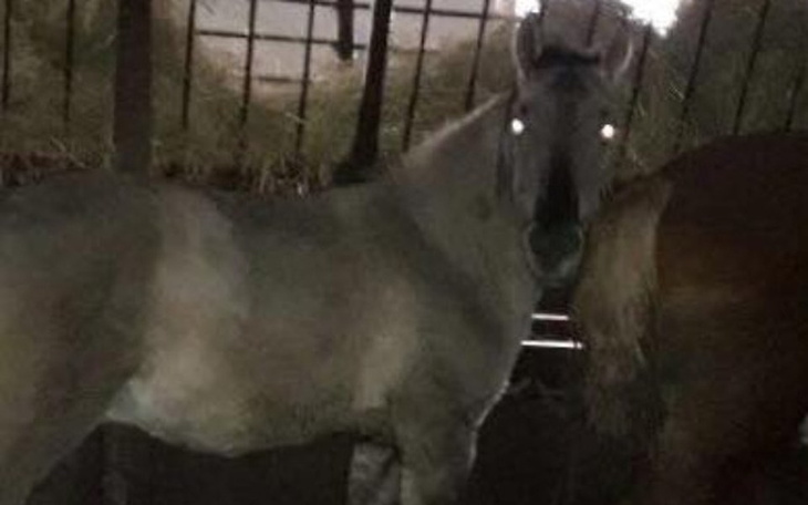 Szary koń w stajni, z widocznymi oczami w ciemności.