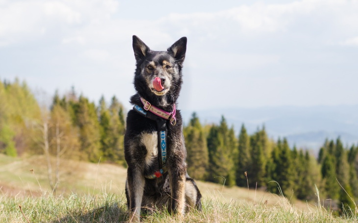 Zbiórka Iskra na DT prosi o wsparcie - zdjęcie główne