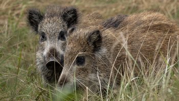 Zbiórka Na obronę dzików - Otwock - miniaturka zdjęcia