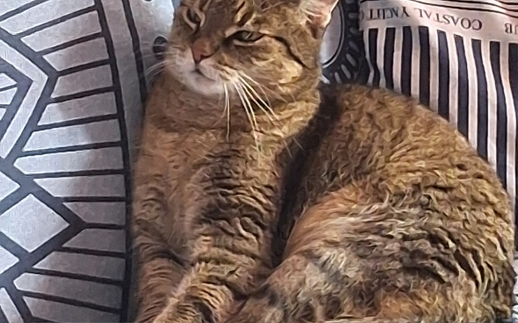 Kot leżący na poduszkach, z wyrazem zadowolenia.