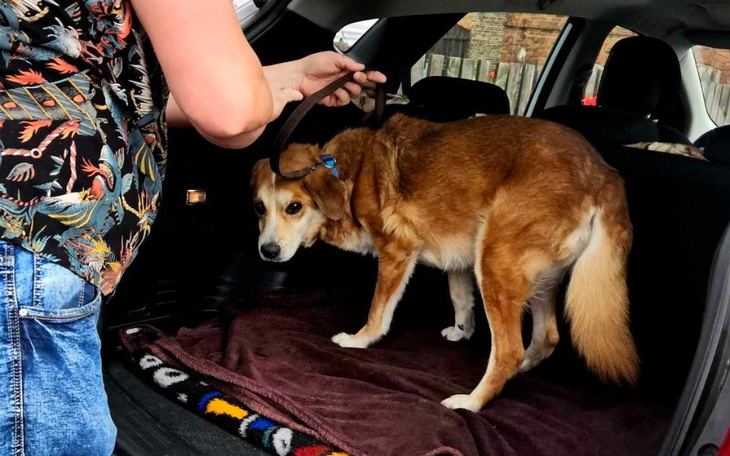 Zbiórka Rudzik prosi o godne życie - zdjęcie główne