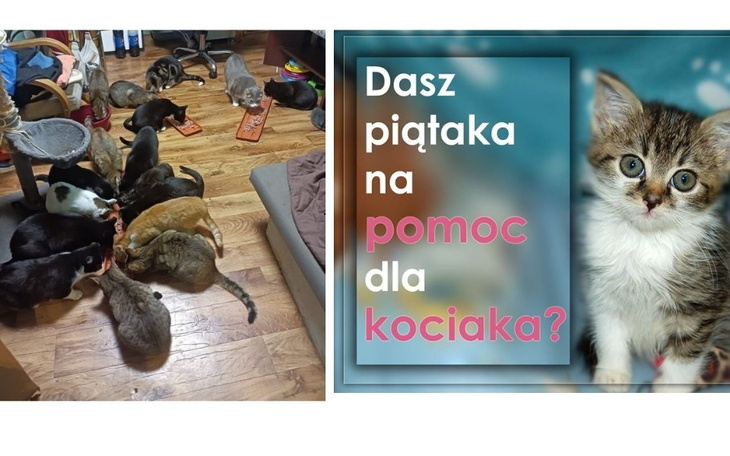 Zbiórka dla kotków na szczepienia - zdjęcie główne