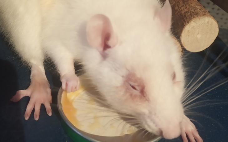 Zbiórka Leczenie Młodej - zdjęcie główne