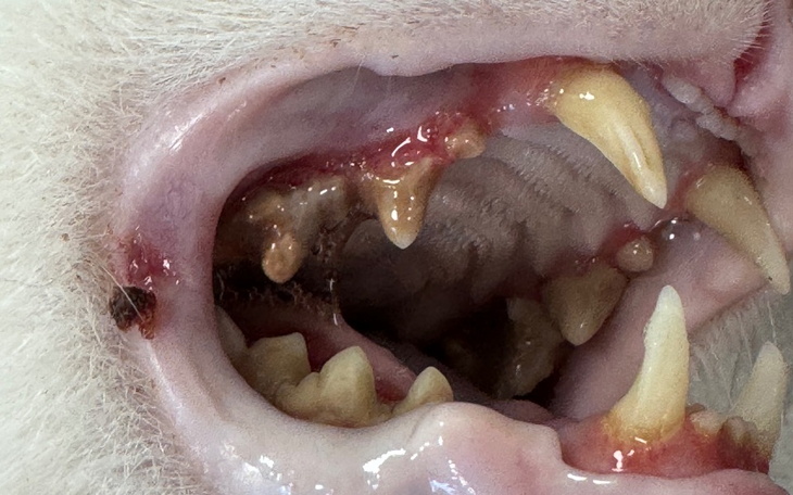 Zbiórka Usunięcie zębów SOS - zdjęcie główne