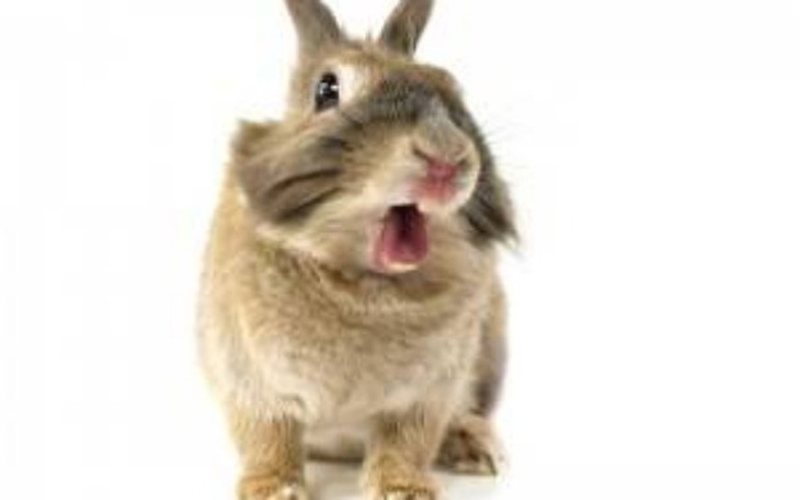 Zbiórka Klatki dla królików w DT - zdjęcie główne