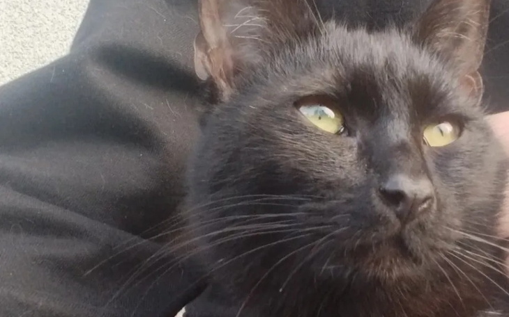 Zbiórka Leczenie dla Hadesa - zdjęcie główne