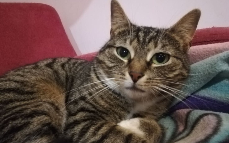 Zbiórka Piesza Kociarnia - zdjęcie główne