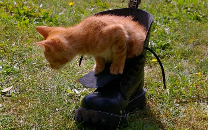 Zbiórka Woliera dla kotów - zdjęcie główne