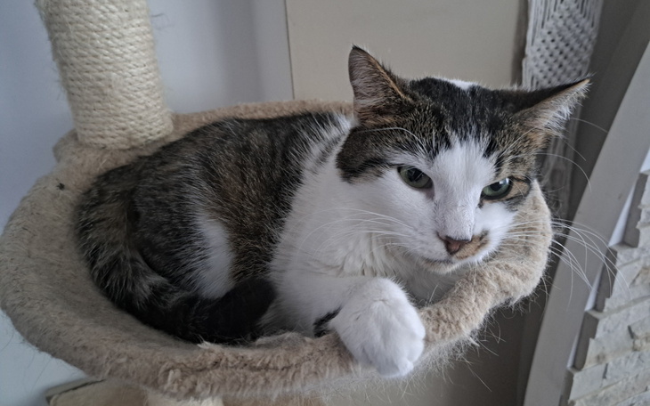 Kot w legowisku, zrelaksowany i spokojny.