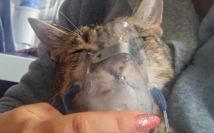 Zbiórka Na leczenie Suzi - zdjęcie główne