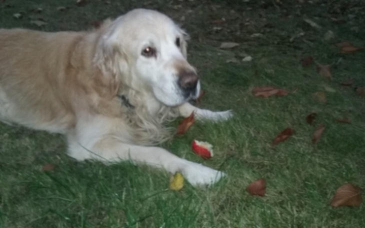 Zbiórka Old Dog Golden Retrievier BAND - zdjęcie główne