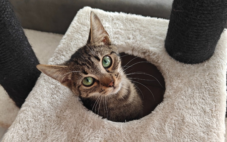 Kot patrzący z wnęki drapaka.