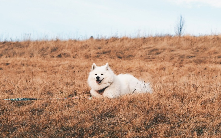 Zbiórka Ratujemy życie Sophie - zdjęcie główne