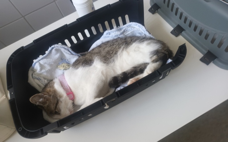 Zbiórka Operacja dla Fumiyi - zdjęcie główne