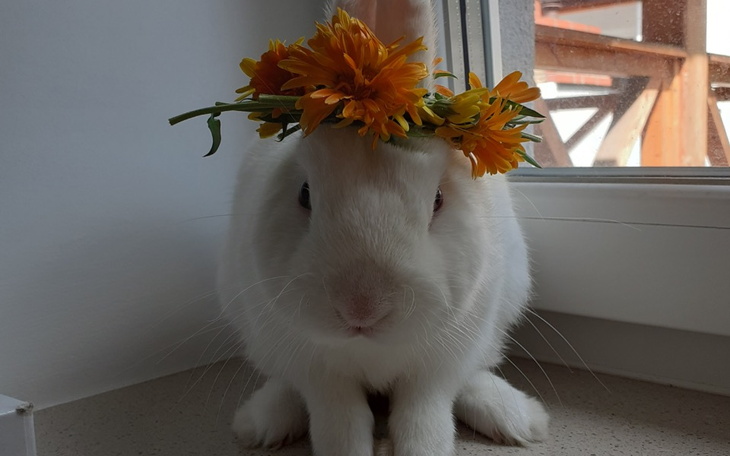 Zbiórka pomoc harremu - zdjęcie główne