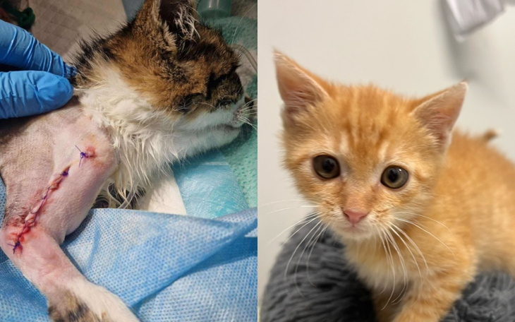 Chory kot po operacji obok zdrowego kociaka, pokazujący różne etapy życia.