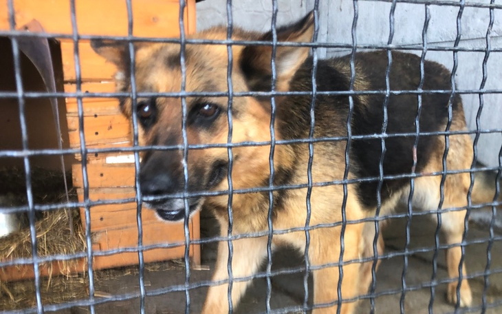 Zbiórka Pomoc Dla Sky - zdjęcie główne