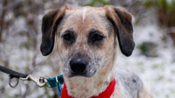 Zbiórka Ciepło dla zwierzaków - miniaturka zdjęcia